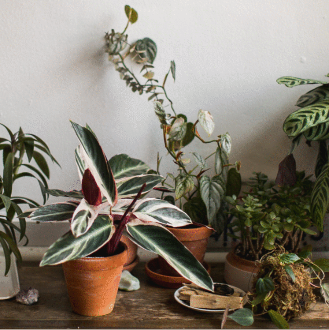 Houseplants on Trend