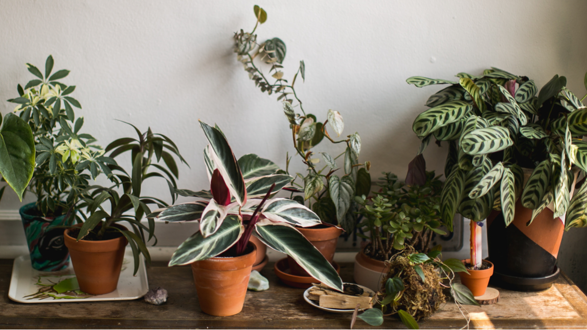 Houseplants on Trend