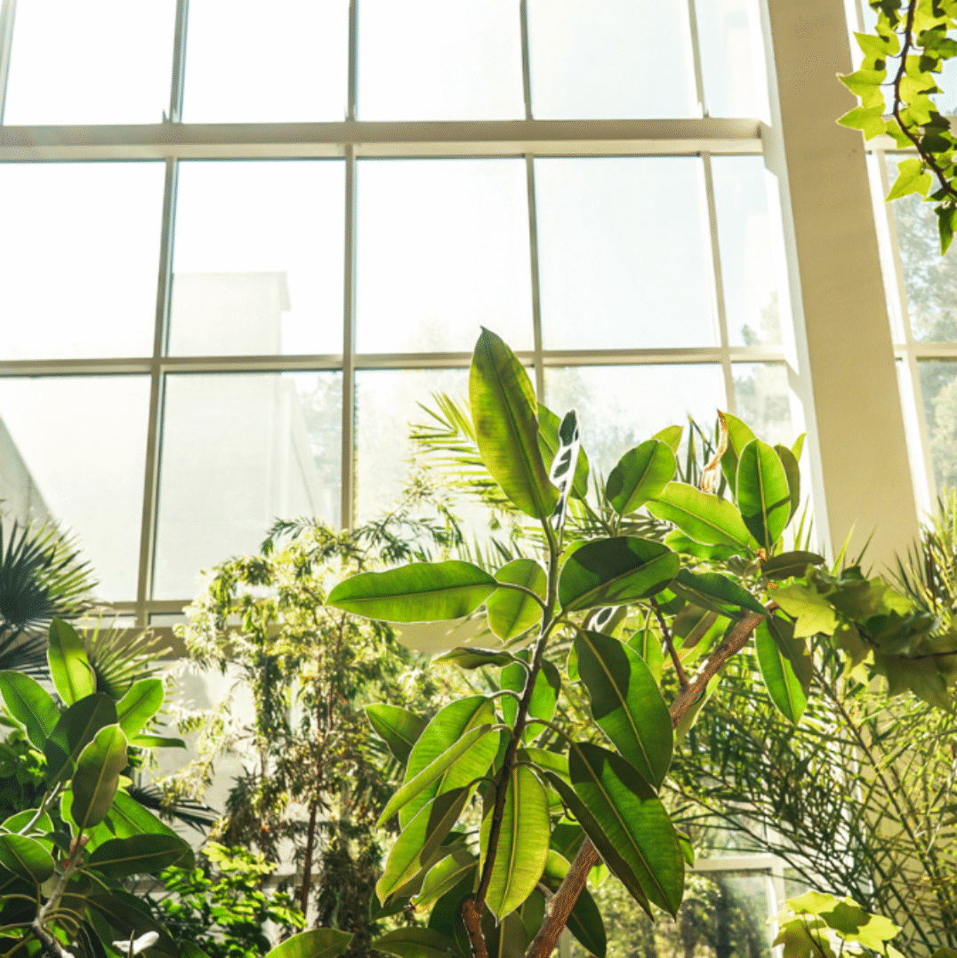 Embrace Nature in Your Home-The Art of Biophilic Design