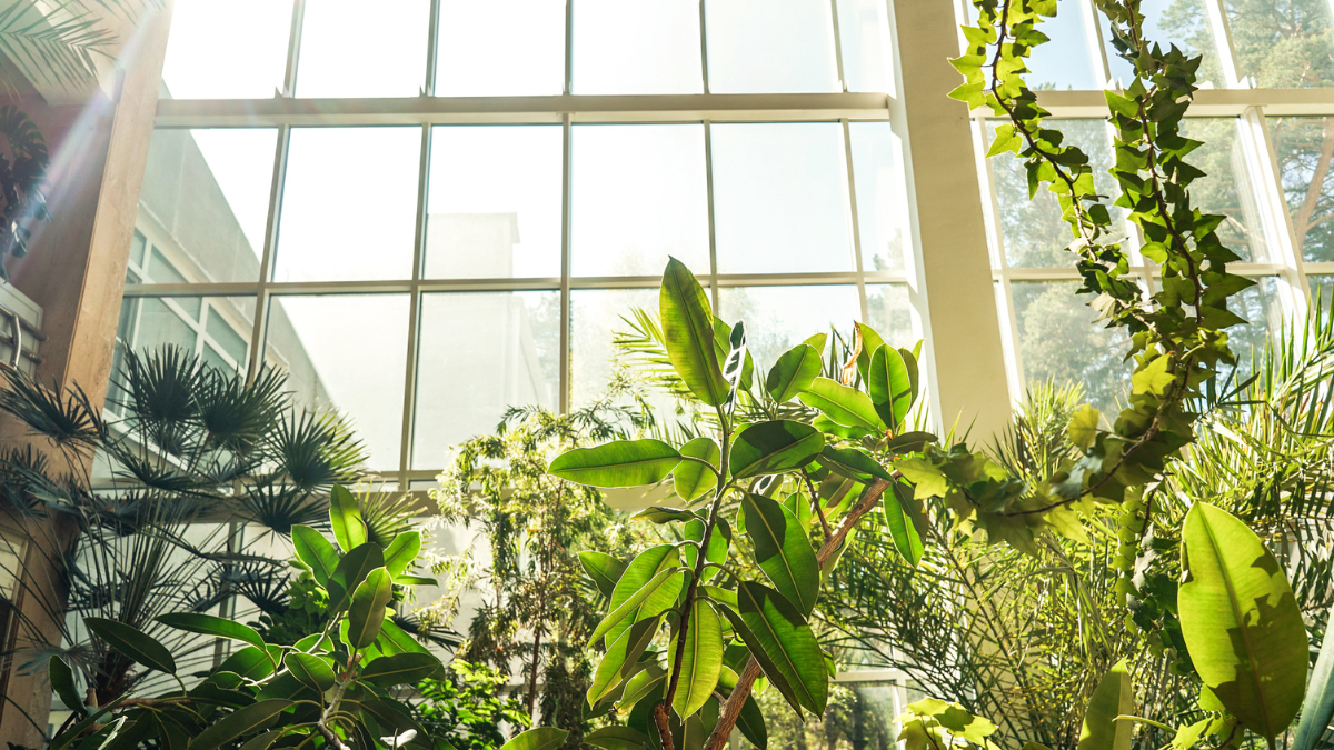 Embrace Nature in Your Home-The Art of Biophilic Design